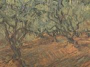 Vincent Van Gogh Olive Grove:Bright Blue Sky (nn04) oil painting reproduction